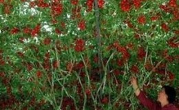 Bakit Ang Mga Maayos na Tomato Ay Mabuti