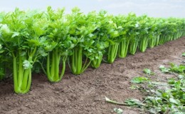 Kako uzgajati i koristiti stabljiku celera za maksimalne zdravstvene koristi