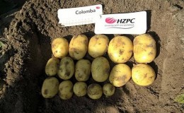 Heerlijke vroegrijpe aardappelen 