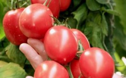 Pomidoras „Grozdevoy“ - puikus derlius ir įsimenamas skonis