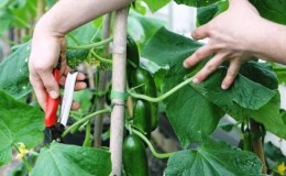 ¿Cómo cortar correctamente las hojas de pepinos en el invernadero y se debe hacer?