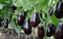 Waarom is de Epic-auberginesoort goed en waarom is het de moeite waard om te groeien?
