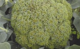 Funkcie pestovania a opis odrody kapusty brokolice 