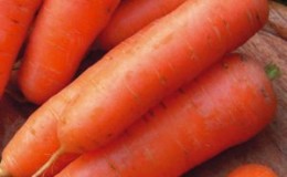 An early ripe hybrid of carrots with excellent yields: Amsterdam