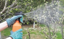 كيف ومتى وكيف يتم رش أشجار التفاح في الربيع ضد الآفات والأمراض