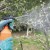 Comment, quand et comment pulvériser les pommiers au printemps contre les ravageurs et les maladies