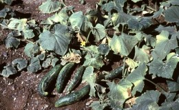 Sera salatalıklarının hastalıklar için tedavisi: fotoğraf ve açıklama