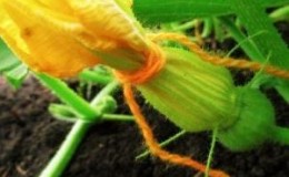 Waarom pompoeneierstokken geel worden en eraf vallen: bepaal de oorzaak van het probleem en bewaar onze oogst