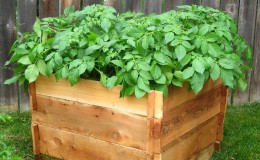 Una guía paso a paso para cultivar papas en cajones y cajas