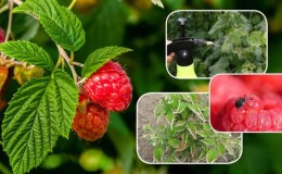 Instructions for processing raspberries in the summer from diseases and pests