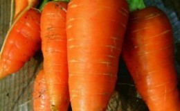 Variedade de cenoura francesa de referência Carotel