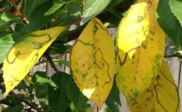Kersenbladeren worden in juli geel: wat te doen en waarom het gebeurt