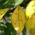 Listovi trešnje požute u srpnju: što učiniti i zašto se to događa