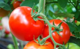 How to grow a tomato 