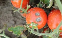 Kokios yra pomidorų ligos šiltnamyje ir kova su jais