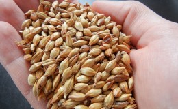 Characteristics of malting barley