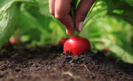 Escolher o melhor fertilizante para rabanetes e aplicar o curativo de cobertura corretamente