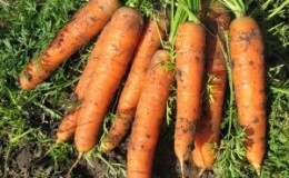Híbrido de mesa de maturação tardia de cenouras Bolero f1: descrição e características de cultivo