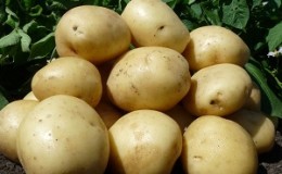 Mid-season hindi mapagpanggap na iba't ibang patatas na 