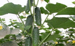 Various methods and schemes for the formation of cucumbers in the open field: instructions for beginners