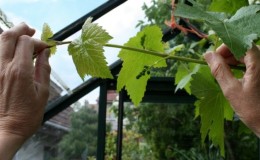 Comment tailler correctement les jeunes pousses vertes de raisins en été: un diagramme et des instructions étape par étape