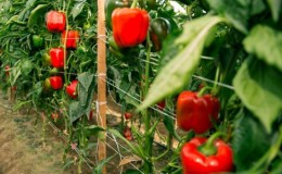 När du ska ta bort paprika i ett växthus: bestäm graden av mognad och samla in den korrekt och i tid