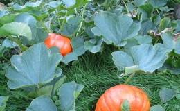 When to remove a pumpkin from a garden in the Leningrad region and how to store it correctly so that it does not deteriorate