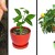 How to plant a lemon - step by step instructions