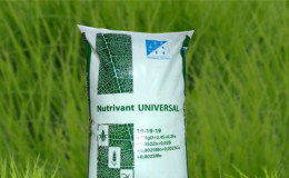 Правилно подхранване на зимната пшеница през пролетта: торове и техния процент на приложение