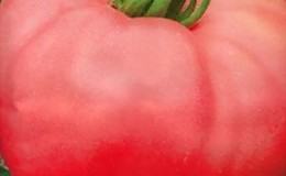 Pomidorų „Mammoth“ pranašumai ir trūkumai
