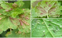 ¿Por qué aparecen manchas rojas en las hojas de grosella y cómo tratarlas?