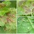 Varför visas röda fläckar på vinbärsblad och hur man hanterar dem