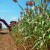 Step-by-step technology for growing sorghum from seed preparation to harvest