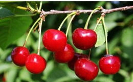 High-yielding early ripe cherry variety 