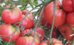 Voors en tegens van tomaat 