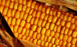 Lahodná a sladká odroda kukurice bonduelle: ideálna na konzerváciu a čerstvú spotrebu
