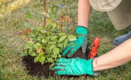 Finding out if it is possible to replant roses in August and learn to do it correctly