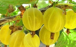 La varietà di uva spina Yarovaya, senza pretese da curare, è ideale per le preparazioni più deliziose