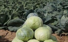 The better to feed the cabbage after planting in the ground and in the fall