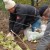 Priprema grožđa za zimu: tajne obrade u jesen prije skloništa