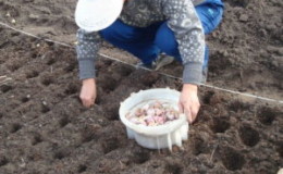 Comment et quoi traiter l'ail avant de planter pour l'hiver: règles de préparation du matériel de plantation et conseils utiles