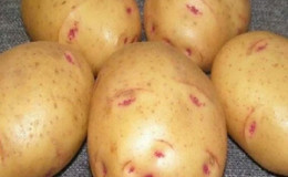 Ang iba't ibang mga patatas sa bahay na 
