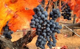 Variedade de uva Carmenere saborosa e despretensiosa