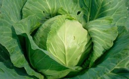 A universal mid-season cabbage variety Nadezhda