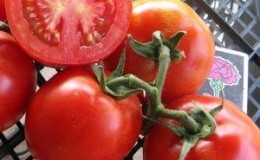 Wir wählen die beste Sorte ultra-früh reifender Tomaten und erzielen so schnell wie möglich eine reichhaltige Ernte