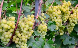 É possível acelerar o amadurecimento das uvas em agosto e como fazê-lo