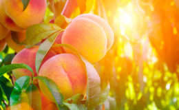How to properly prune peaches in the summer: schemes and procedure