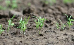 Yeni başlayan bahçıvanlar için açık toprağa dereotu tohumları ekme talimatları