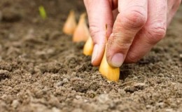 Reglas para plantar cebollas en un nabo antes del invierno.