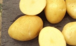 Büyürken fazla çaba gerektirmeyen orta-erken dirençli patates çeşidi 